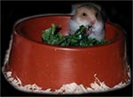 Foodbowl with baby-hamster